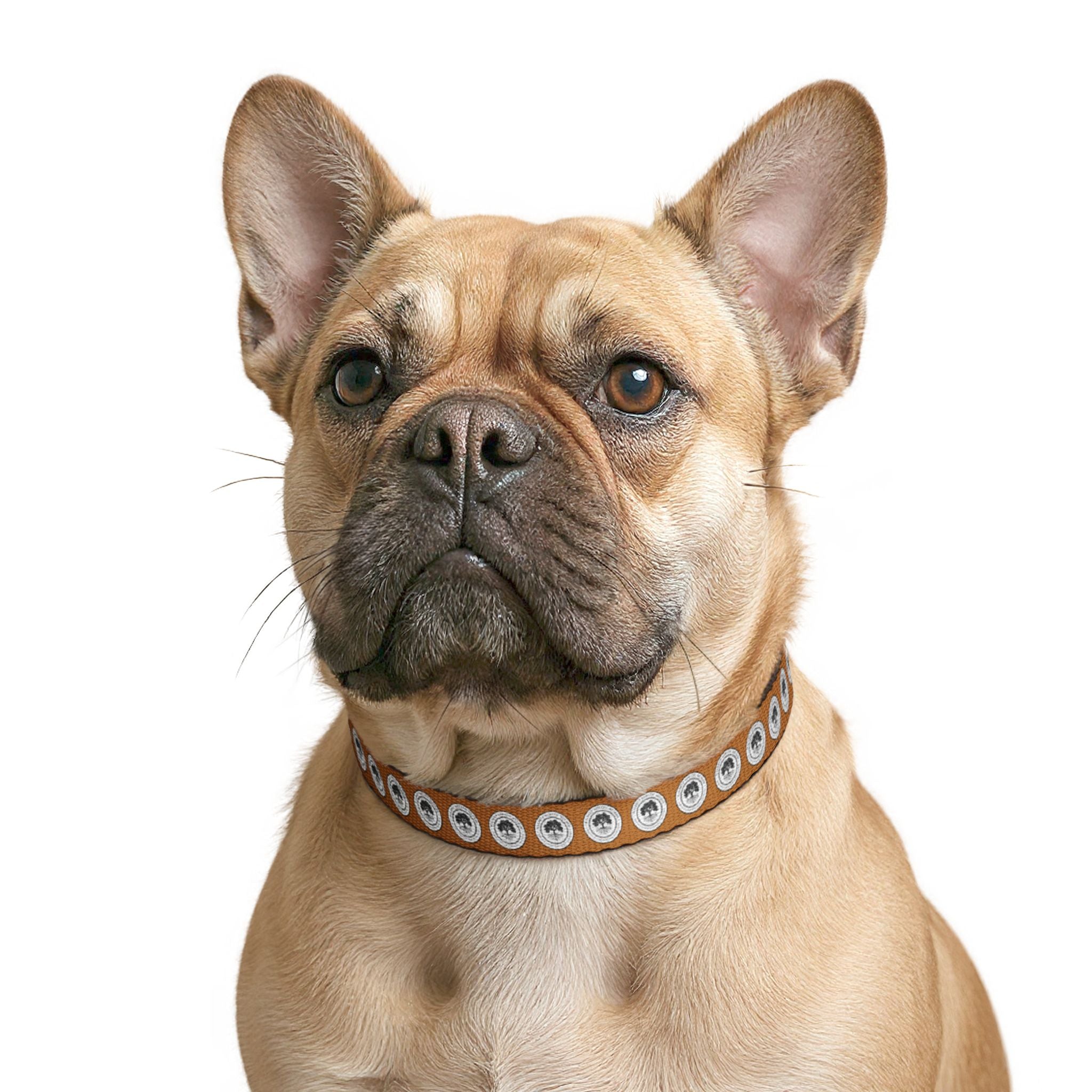 Clip-on Pet Collar — Retro Camera Lens Pattern Dog Collar